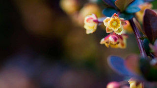 Flower macro bokeh motionblur depthoffield - stem and a blurry background free wallpaper