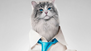 White cat blue tie character - a blue tie free wallpaper