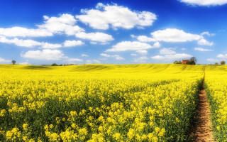 Yellow flower field dirt path 2 - a dirt path free wallpaper