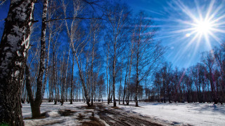 Sunny woods snowy path bare - a bright sun free wallpaper