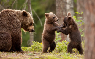 Three bears woods animals blurry - the background and grass free wallpaper
