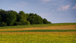 Lone horse yellow flowers blue - ellsworth kelly free wallpaper
