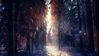 Snowy forest path magic light 2 - the ground and trees free wallpaper for desktop