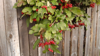 Berries wooden fence leaves red 2 - caravaggio free wallpaper