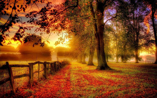 Fence autumn leaves sunset fog - warm free wallpaper
