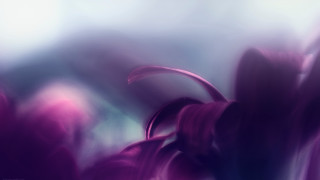 Purple flower blue background adrian - adrian ghenie free wallpaper