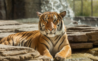 Tiger waterfall rocks tree blurry - a tiger free wallpaper for desktop