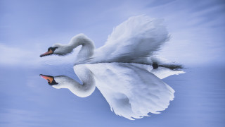 Swan water wings spread ultrafine - out free wallpaper
