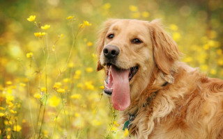 Dog flower field autumn openmouth - a field of flowers free wallpaper