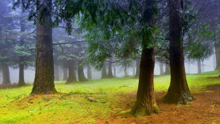 Australian tonalism forest matte painting - fog and trees free wallpaper