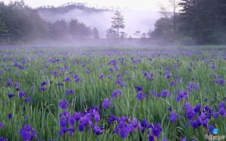 Purple flower field foggy background - a foggy sky in the background free wallpaper