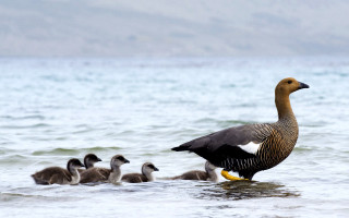 Ducklings ocean mountains wildlife ecological - a duck free wallpaper