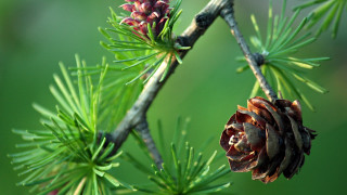Pine cone branch green background - a pine cone free wallpaper