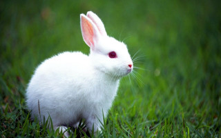 White rabbit grass red eye 2 - a red eye free wallpaper