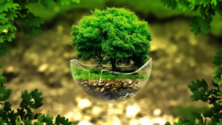Tree vase green leaves rock - underneath free wallpaper for desktop