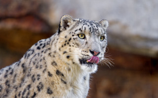Snow leopard tongue out wildlife - a snow leopard free wallpaper