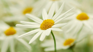 White yellow flower macro blurry - yellow center and petals free wallpaper