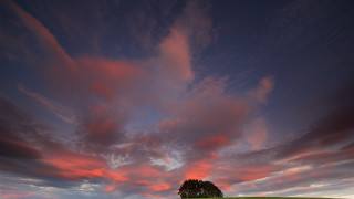 Lone tree field pink sky - moody free wallpaper
