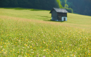 Small house field dog blurry - free summer wallpaper for desktop