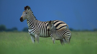 Zebras tallgrass blueSky trees outdoors - tall grass free wallpaper for desktop