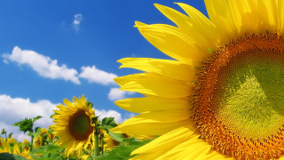 Sunflower blue sky clouds field - sun free wallpaper for desktop