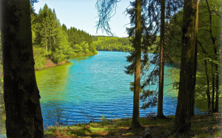 Alén diviš lake forest sunny - green foliage free wallpaper