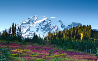 Mountain sky flower field bridge - peak in the distance free wallpaper