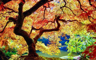 Autumn leaves tree lake plein - vibrant color free wallpaper