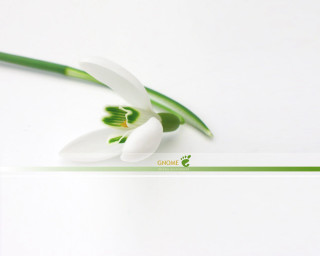 White flower green stems cloisonnism - a green border free wallpaper for desktop