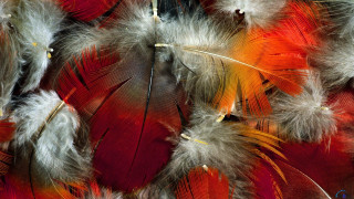 Feathers closeup ecological art macro - feather free wallpaper