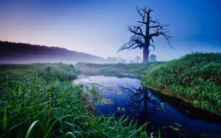 Tree river fog nature award - the middle of a river free wallpaper
