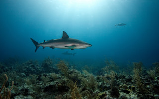 Shark fish ocean sunbeam underwater 3 - a fish nearby free wallpaper