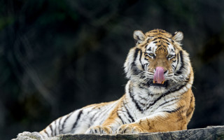 Tiger blowing out tongue wildlife - its tongue free wallpaper