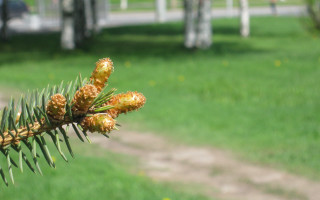 Pine branch cones park bench - a park setting free wallpaper