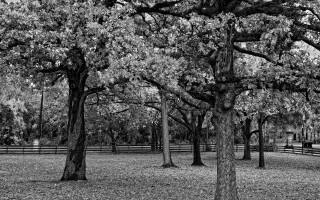 Park trees bench fence autumn - ansel adams free wallpaper for desktop