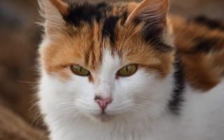 Cat green eyes white fur - a white face free wallpaper