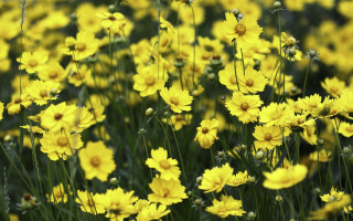 Yellow flowers field blurry bokeh - green stem free wallpaper for desktop