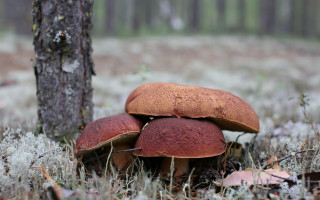 Mushrooms woods tree moss autumn - a group of mushrooms free wallpaper
