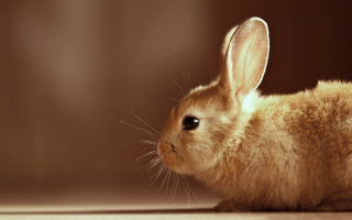 Small rabbit wooden floor brown 2 - a small rabbit free wallpaper