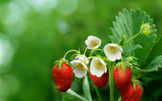 Strawberries whiteflowers greenleaves blurrybackground macroberry - berry free wallpaper