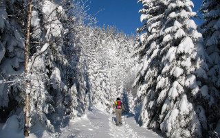 Snowy forest skier pokemon winter - ski free wallpaper