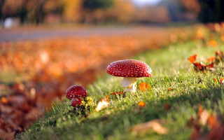 Mushrooms fall green field road - a group of mushrooms free wallpaper