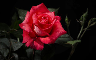 Red rose water droplets macro 12 - the dark background free wallpaper