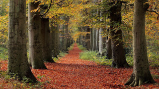 Forest path autumn leaves nature - forest free wallpaper