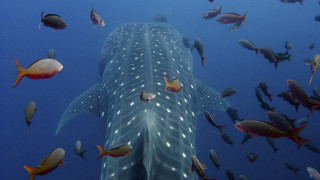 Whale fish group ocean naturalism - a large group of fish swimming free wallpaper