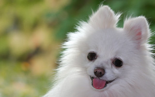 Small white dog pink tongue - mouth free wallpaper