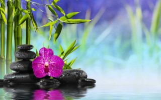 Pink flower rocks bamboo water - rock next free wallpaper