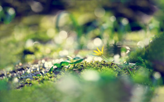 Yellow flower in woods shallow - a sunny day free wallpaper