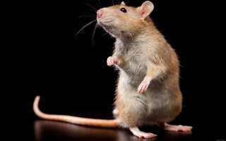 Rat standing rayonism animal photography - its front paw free wallpaper