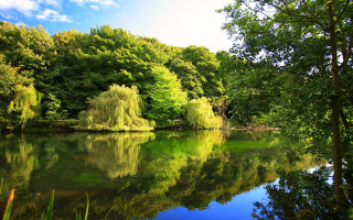 Lake forest trees nature sky - tree and a forest free wallpaper